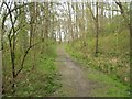 Gaer Fawr Woodland Walk