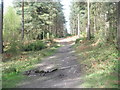 Tree lined path within Midhurst Common