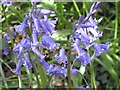 Bluebells