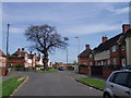 What?  Tree in the middle of the road