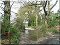 Muddy puddle on track near Minsted Sandpit