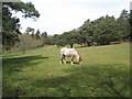 Horse grazing near Fitzhall