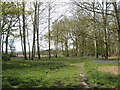 Late bluebells at Fitzhall Plantation