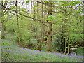 Bluebell wood and stream near Minnickfold