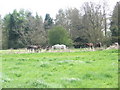 Horses grazing near Rother Lane