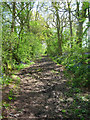 Footpath near Champions Farm