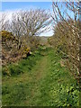 Footpath from Porthclais to St David