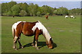 Ponies grazing, Racecourse View, New Forest