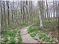 Footpath in Rag Copse