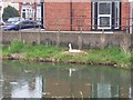 Nesting Swan on River Witham - Lincoln