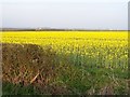 Rape Field near West Rasen