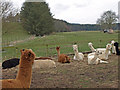 NT9503 : Alpacas at Wood Hall farm by wfmillar