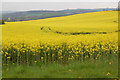 Oil seed rape field near Bettws Newydd