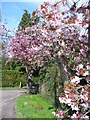 Kentish Spring, Coxheath