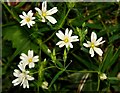 Wildflowers by the Lagan (2)