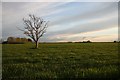 Lone tree at Fordham