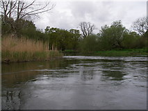 SU1307 : River Avon by Barry Deakin