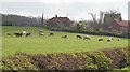 Cattle graze nr Little Gringley