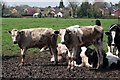 Cattle near Bracken Lane