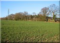 Jersey Close housing - through the trees