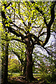 Oak tree coming into leaf, wooded area, Lonsdale Drive, Enfield