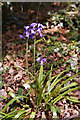 Bluebells near Boxer