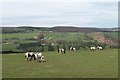 Horses near Bradfield Dale