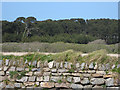 Belt of woodland behind Marazion Marsh Nature Reserve