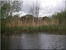SU1302 : Avon river bank by Barry Deakin