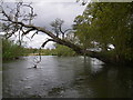 Falling tree on the river Avon