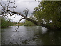 SU1402 : Falling tree on the river Avon by Barry Deakin