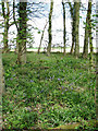 Bluebells in Well Plantation