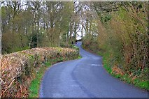 SD3389 : Road Through Quakers' Wood by Mick Garratt