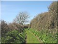 The green lane beyond Ffrwd-wen