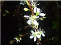NZ2050 : Blackthorn blossom by brian clark