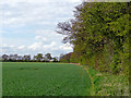 Edge of Great Gate Wood