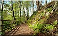 Path, Crawfordsburn Glen (3)