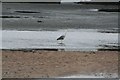 SD0894 : Heron Fishing the Esk Estuary (2) by Steve Partridge