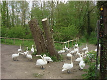 TL8642 : Swans at Brundon (2) by Oxyman