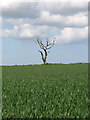 Dead tree in wheat field