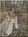 SE3242 : Fallen beech tree, wood on Cote Hill by Rich Tea