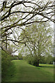 Willow and Flood Defences