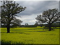 Trees and Oilseed Rape