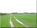 Cereal field at Low Middle Moor Farm