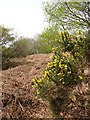 Bracken and gorse