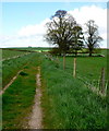 Farm track north of Cokers Frome