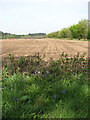 View towards Oakhill Plantation