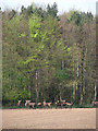 A herd of red deer