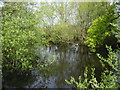 Pond near the entrance to Pullington Fold Farm on the Benenden Road