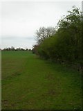 SE6859 : Edge of Whey Carr Plantation by DS Pugh